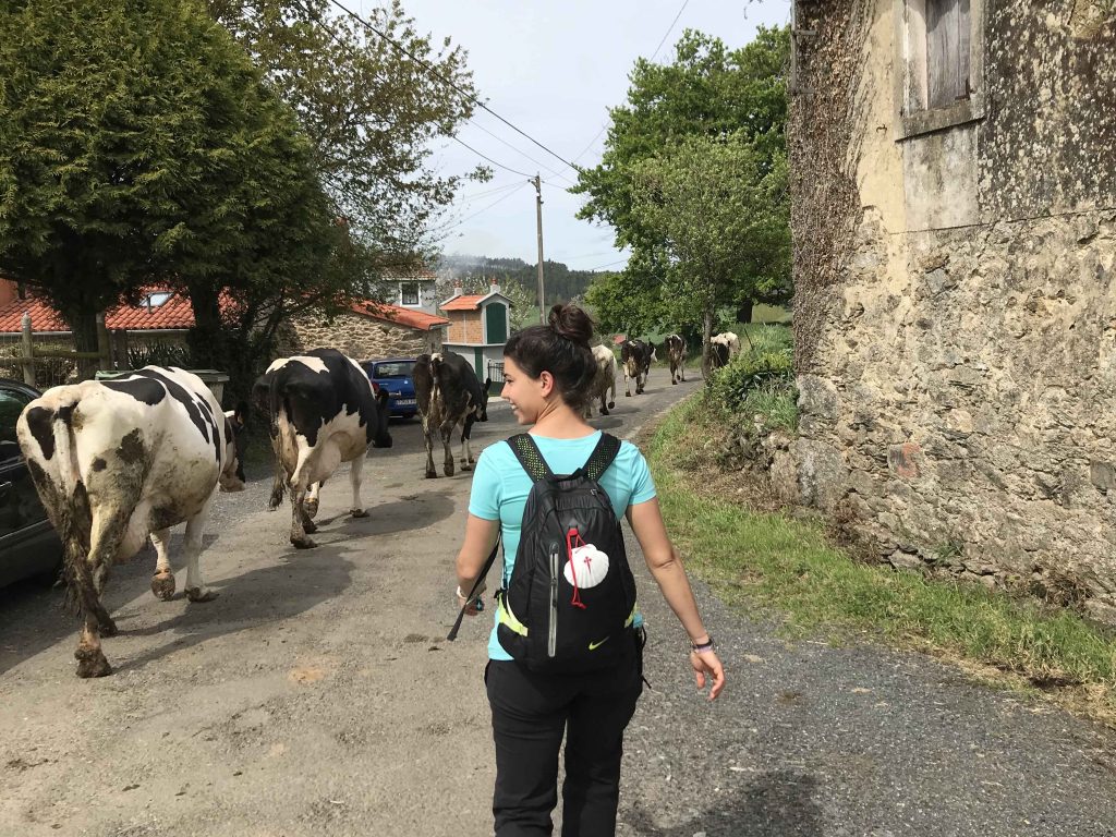 vacas camino de santiago arzúa