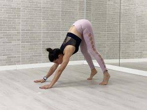 Perro que mira hacia abajo animal flow